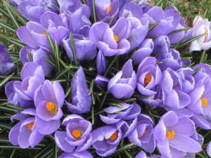 crocus image